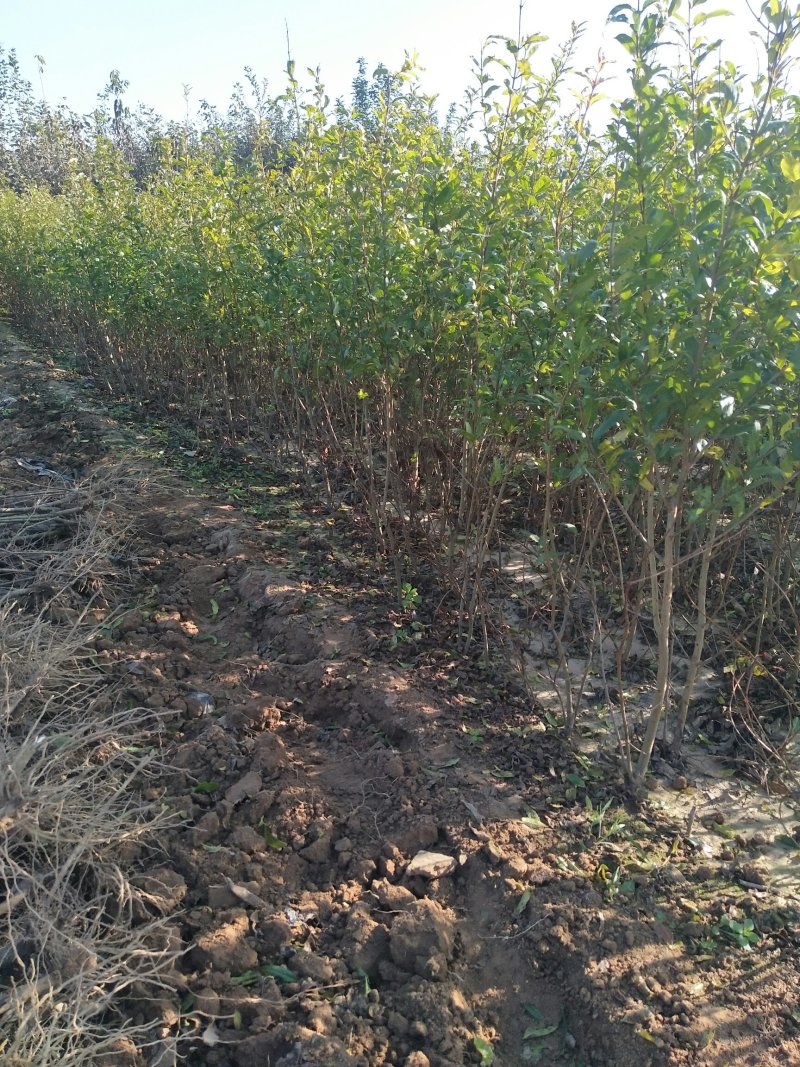 蒙阳红甜石榴树苗石榴树桩石榴盆景