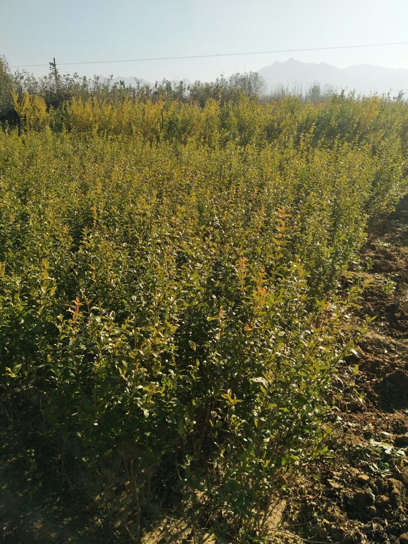蒙阳红甜石榴树苗石榴树桩石榴盆景