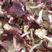 红菇开菇，云南高原正红菇蓝底灰脚，月子菇