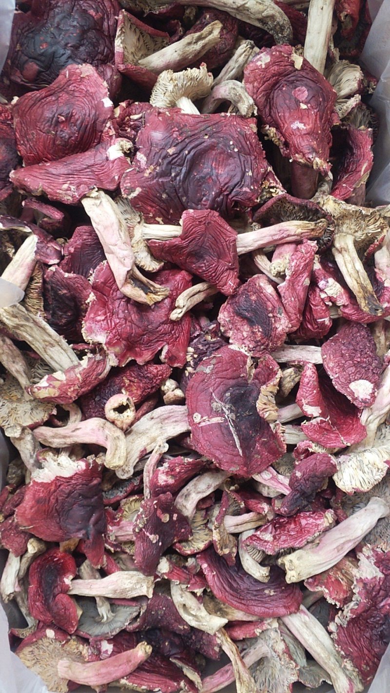 红菇开菇，云南高原正红菇蓝底灰脚，月子菇