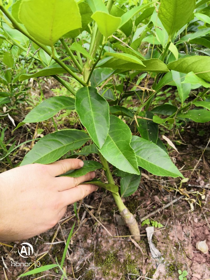 优力克柠檬一级苗产地直供全国包邮量大优惠