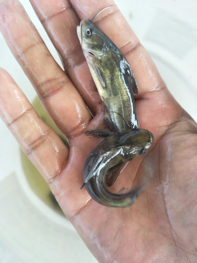 黄骨鱼苗，黄桑鱼苗，黄辣丁，杂交黄骨鱼苗，送货上门