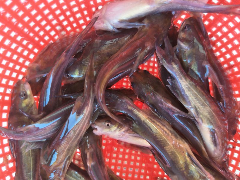 黄骨鱼苗，黄桑鱼苗，黄辣丁，杂交黄骨鱼苗，送货上门