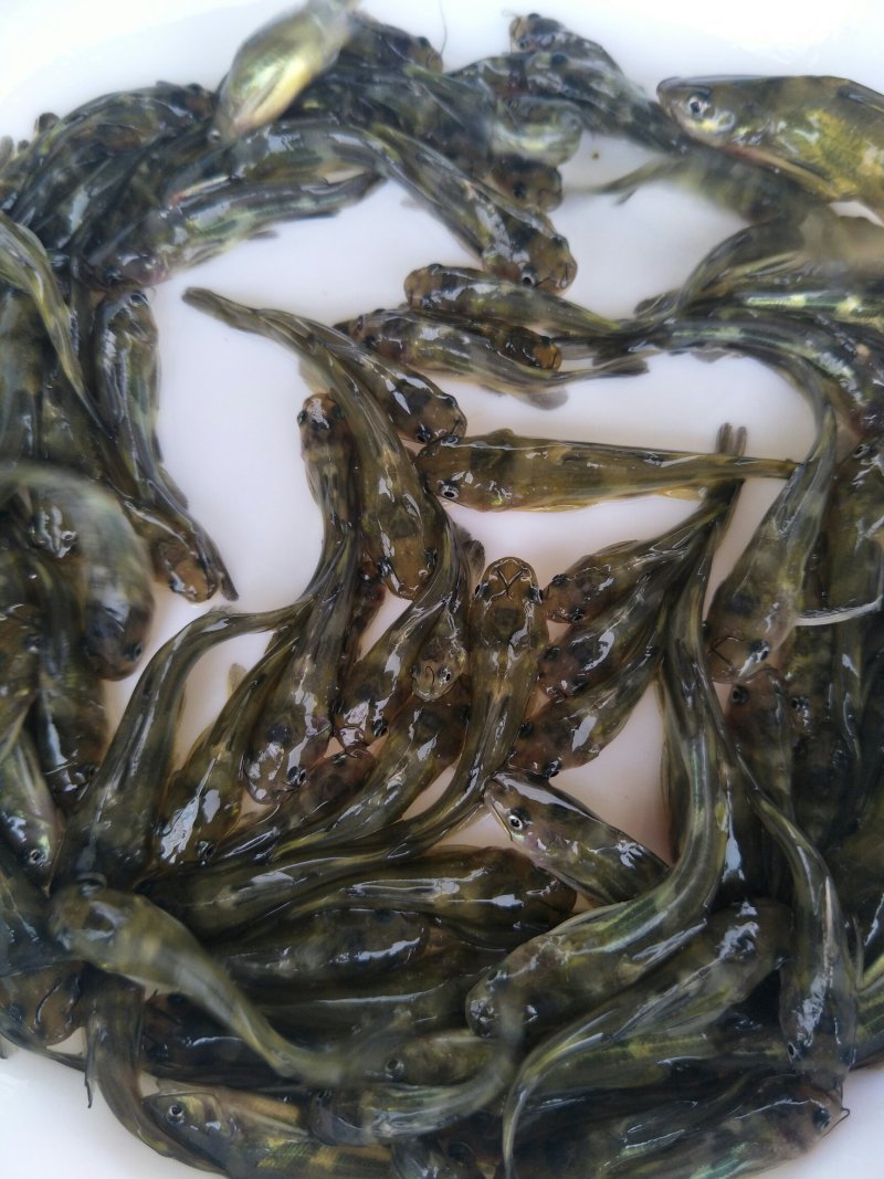 黄骨鱼苗，黄桑鱼苗，黄辣丁，杂交黄骨鱼苗，送货上门
