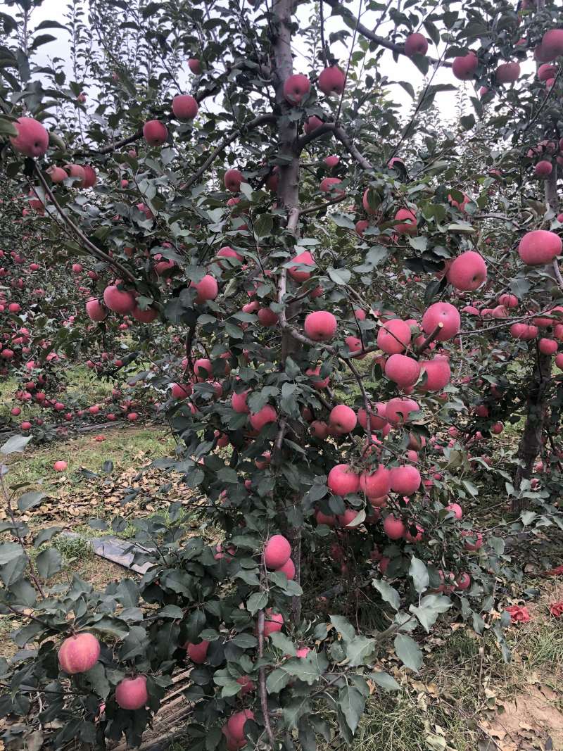 红寒富苹果苗、果色鲜红苹果苗、口感甜脆，甘甜可口，
