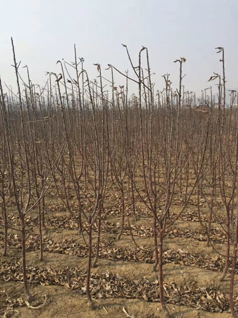 红寒富苹果苗、果色鲜红苹果苗、口感甜脆，甘甜可口，
