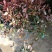 冠幅60--150红叶石楠红叶石楠苗