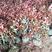 红叶石楠球冠幅60--150红叶石楠红叶石楠苗