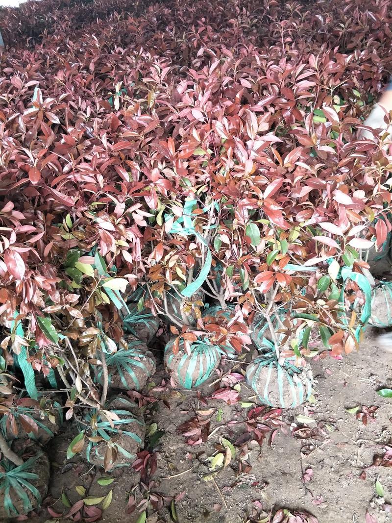 红叶石楠球冠幅60--150红叶石楠红叶石楠苗