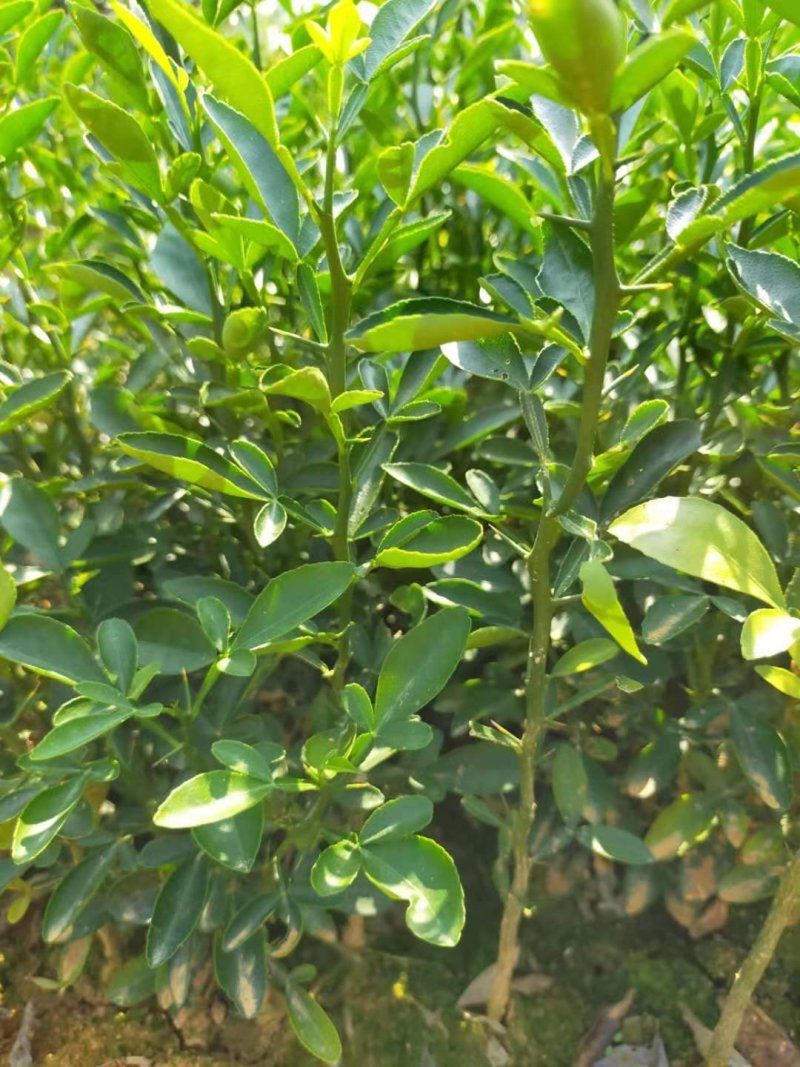 枳橙苗积橙苗枳橙苗大苗小苗芽苗