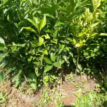 各种李子苗