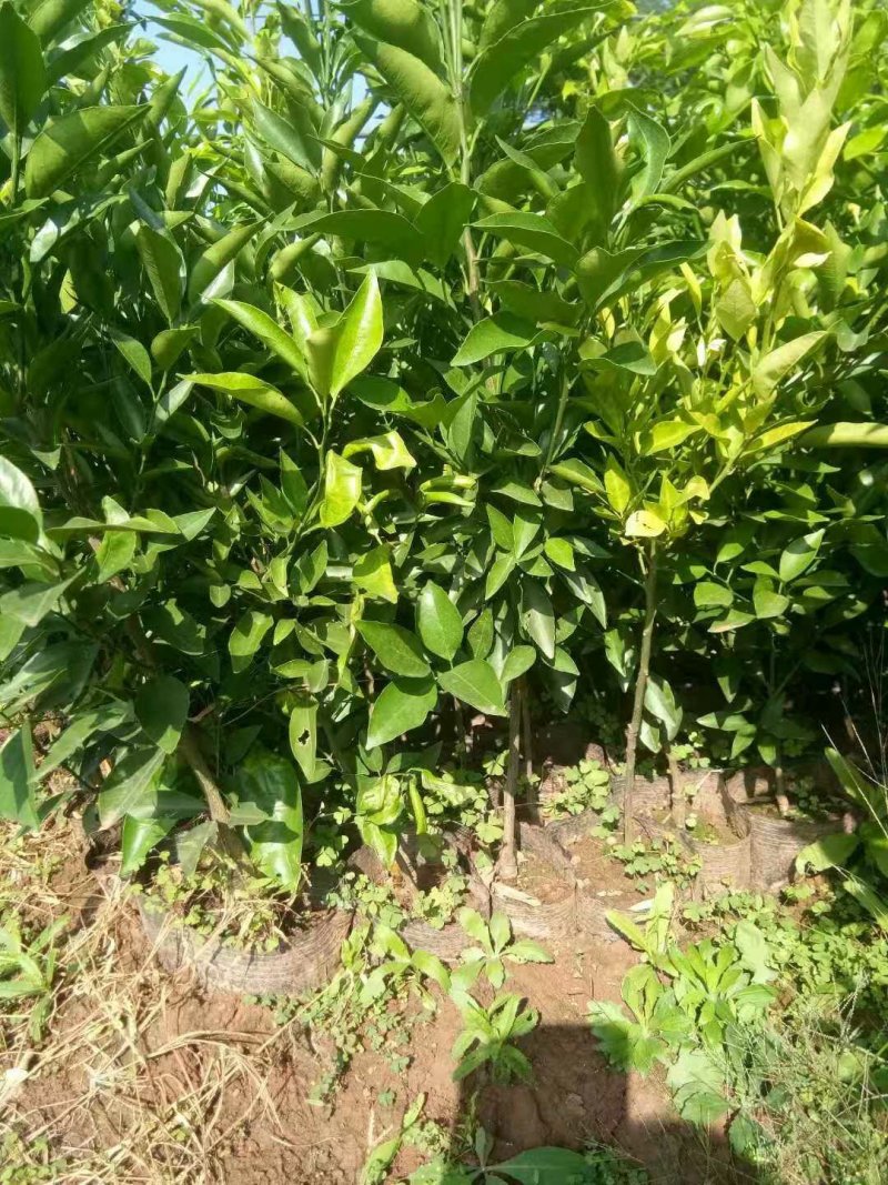各种李子苗