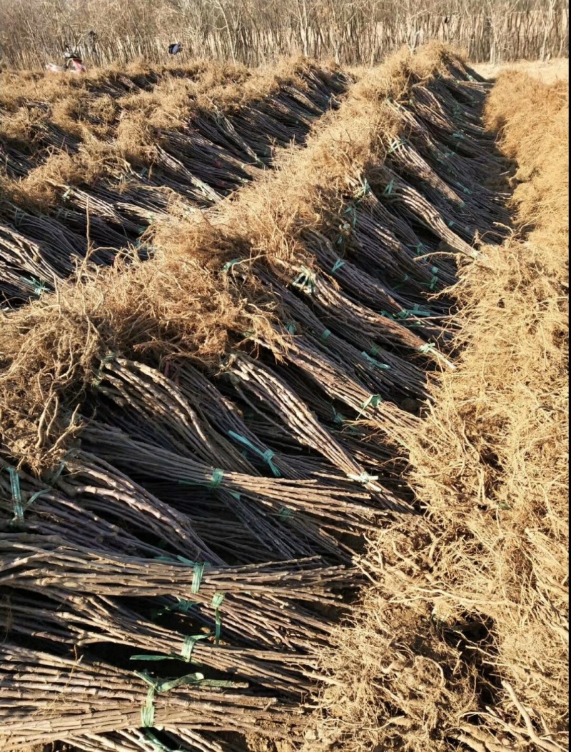 红寒富苹果苗、果色鲜红苹果苗、口感甜脆，甘甜可口，