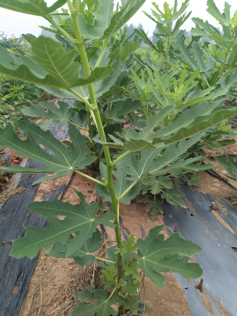 【有好货】优质无花果苗基地直发包成活包品种诚信经营放心苗