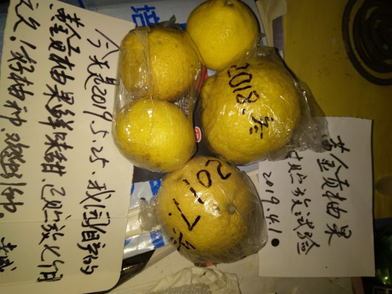 黄金贡柚苗春香橘苗，有一年苗两年试果苗三年挂果苗