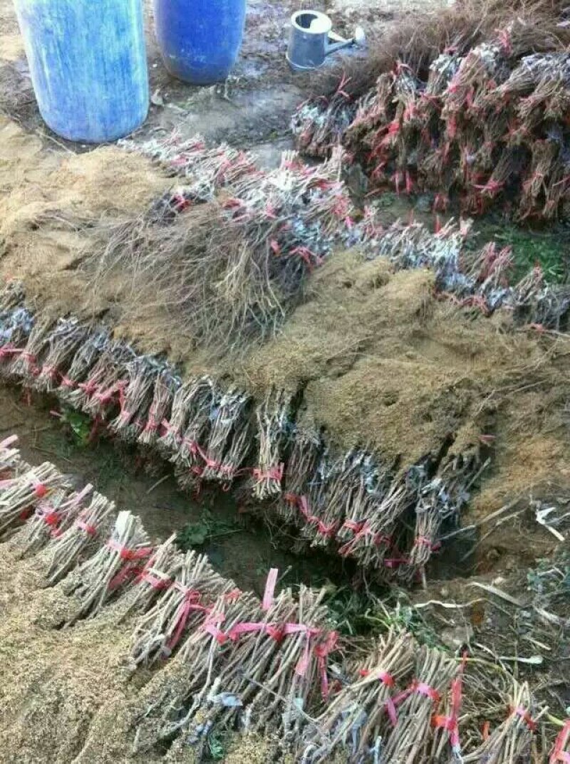 玲珑指葡萄苗-假一赔十(每棵都精挑细选)