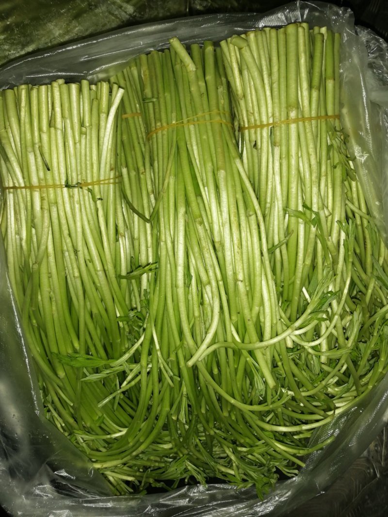 藜蒿，大量有货，对三高人群有保健作用，吃法，芦蒿炒肉丝，