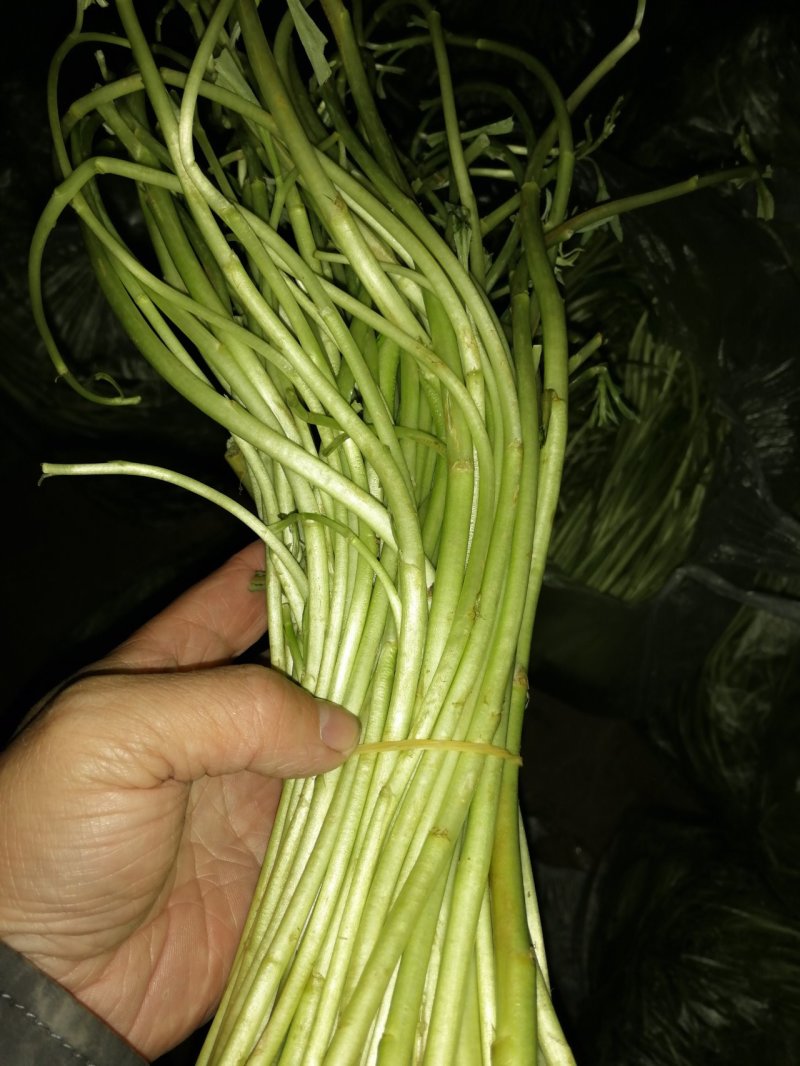 藜蒿，大量有货，对三高人群有保健作用，吃法，芦蒿炒肉丝，