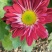 荷兰菊