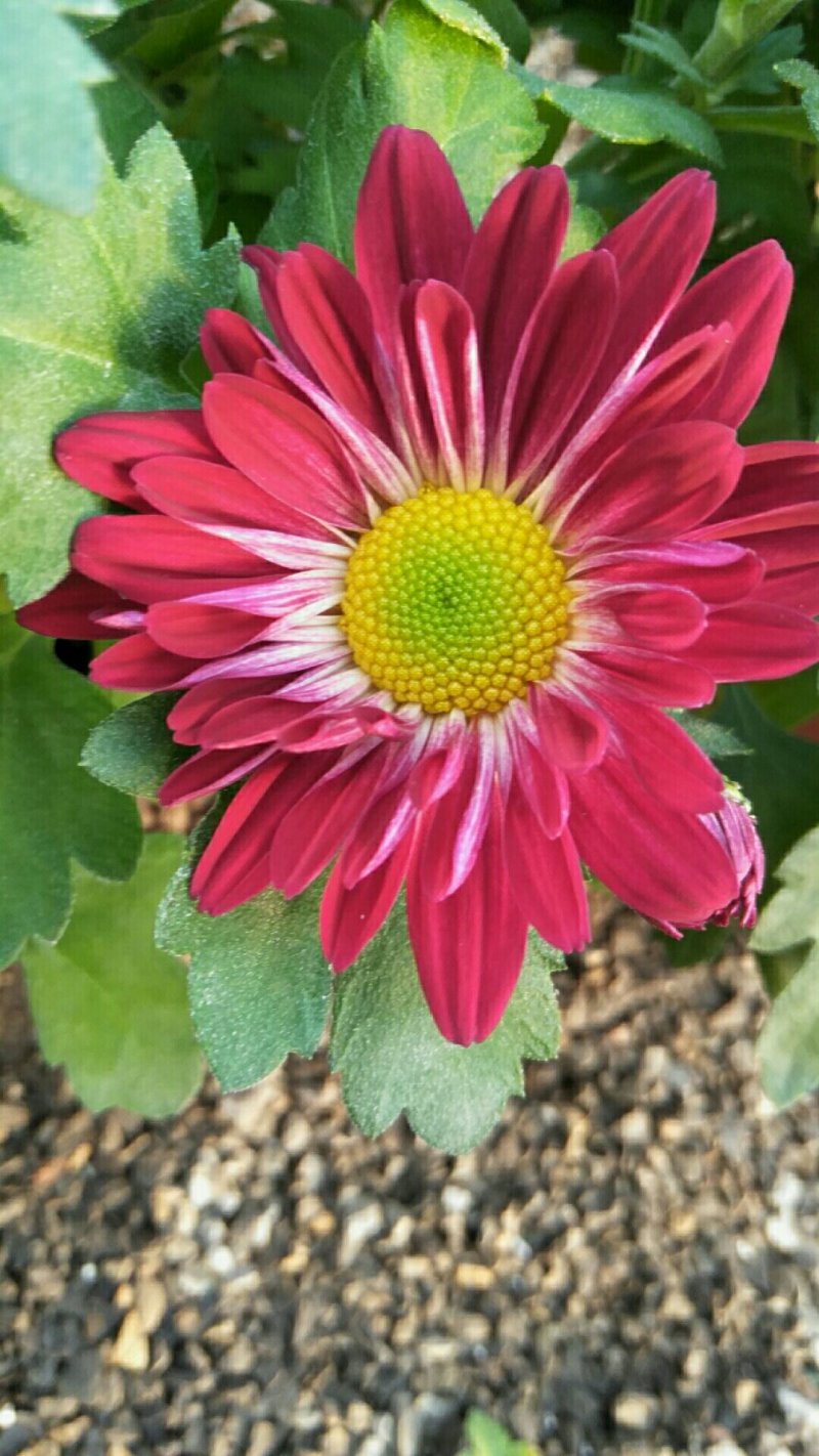 荷兰菊