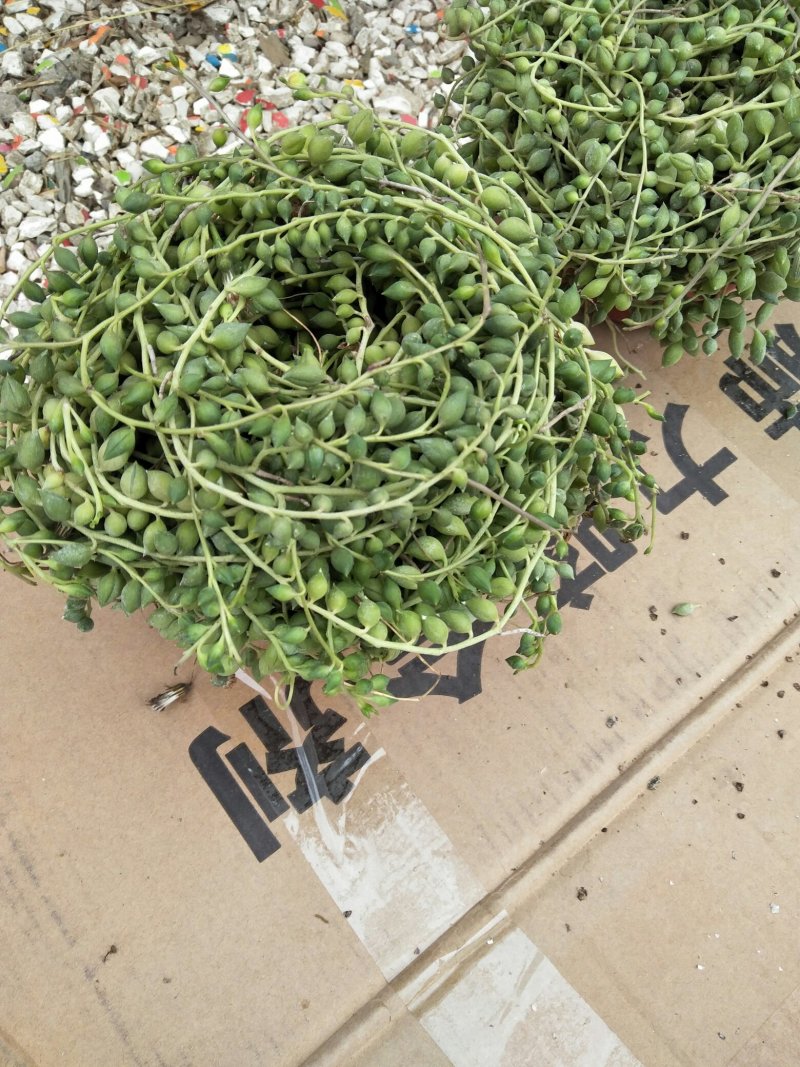 荷兰菊