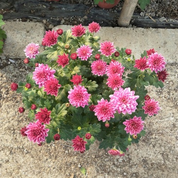 荷兰菊