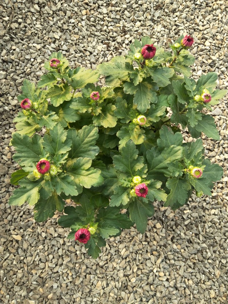 荷兰菊