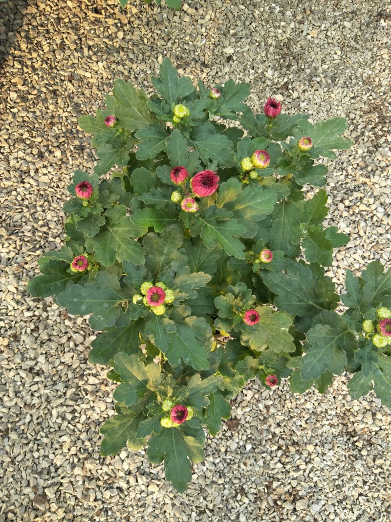 荷兰菊