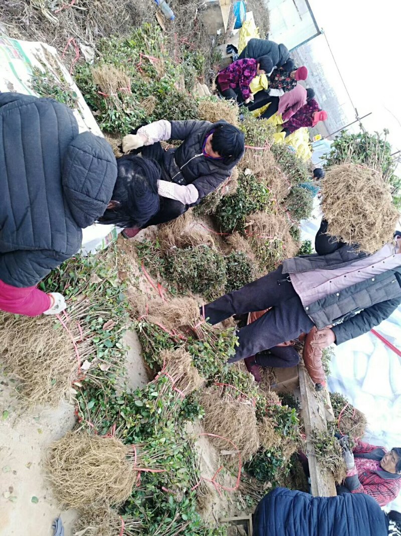 红色四季金银花红色金银花盆景
