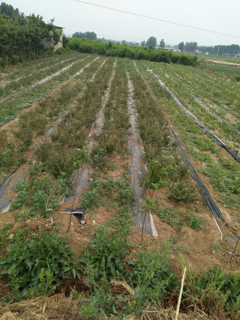 红色四季金银花红色金银花盆景