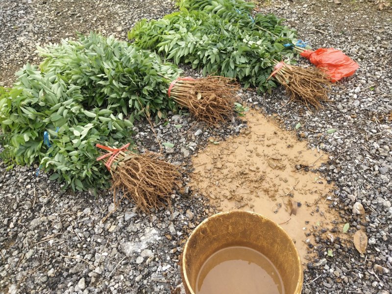 黄花梨树苗海南黄花梨树苗珍贵黄花梨树小苗