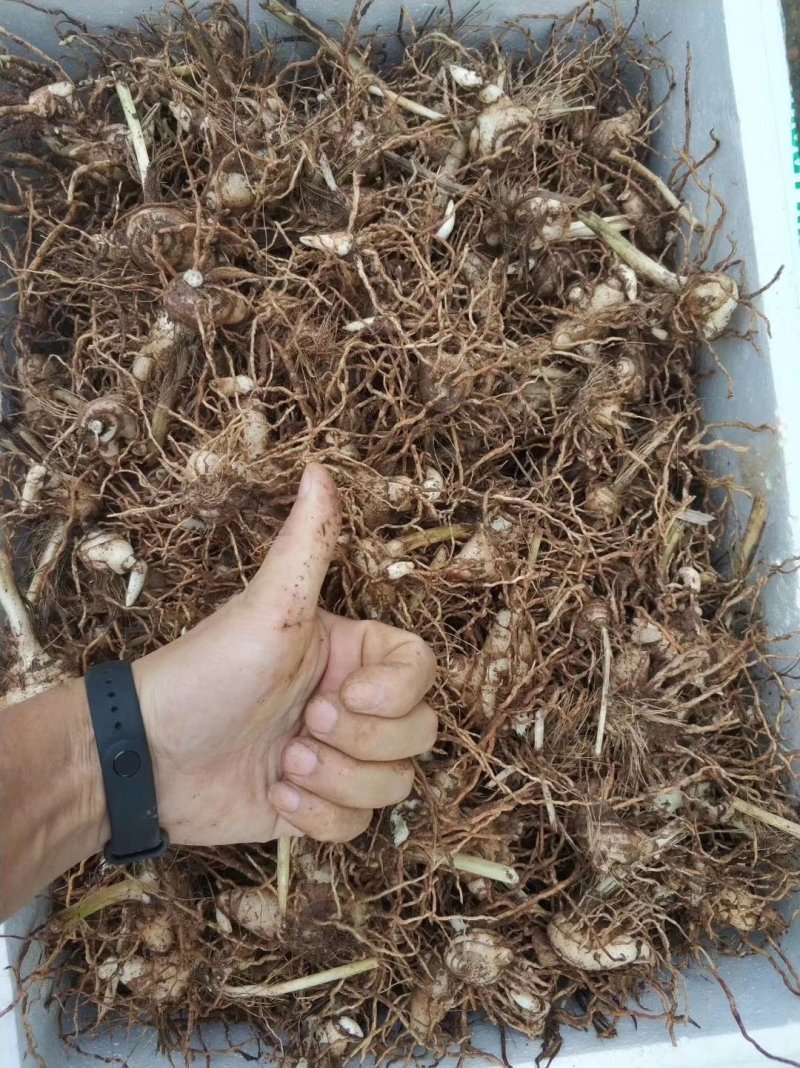 白芨种芽紫色三叉品种，露天白及种芽