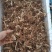 白芨种芽紫色三叉品种，露天白及种芽