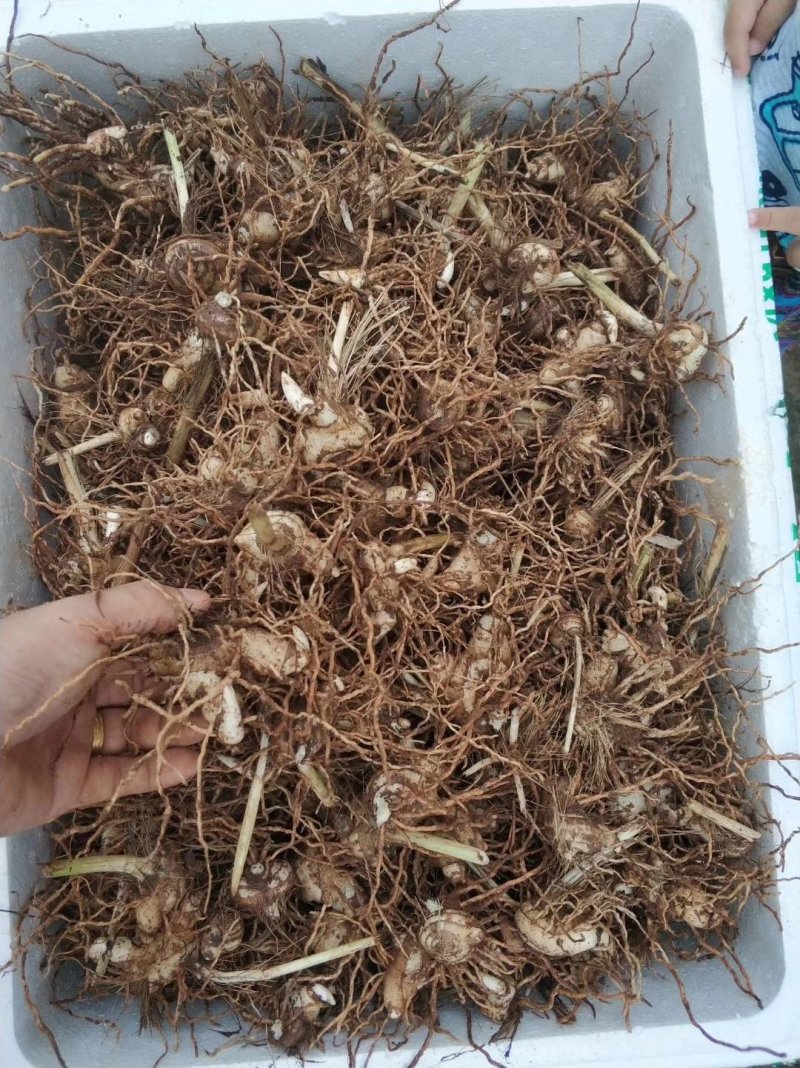 白芨种芽紫色三叉品种，露天白及种芽