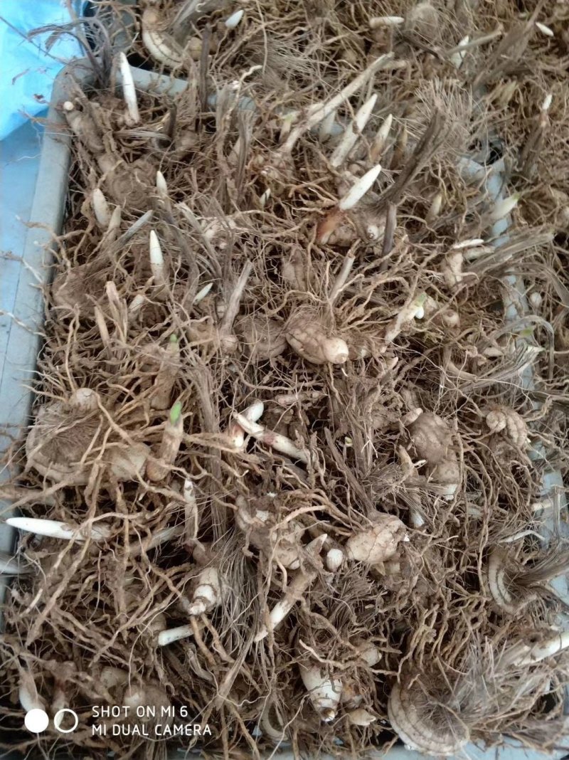 白芨种芽紫色三叉品种，露天白及种芽