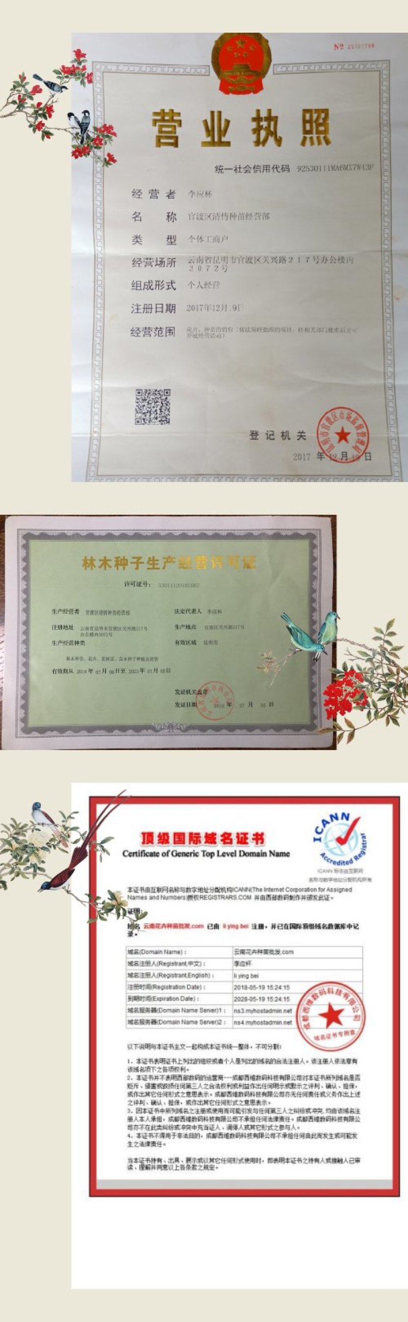 月季花苗闪耀多色月季花色独特颜色鲜艳