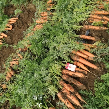 三红胡萝卜，专业加工带苗广东包，北京包！