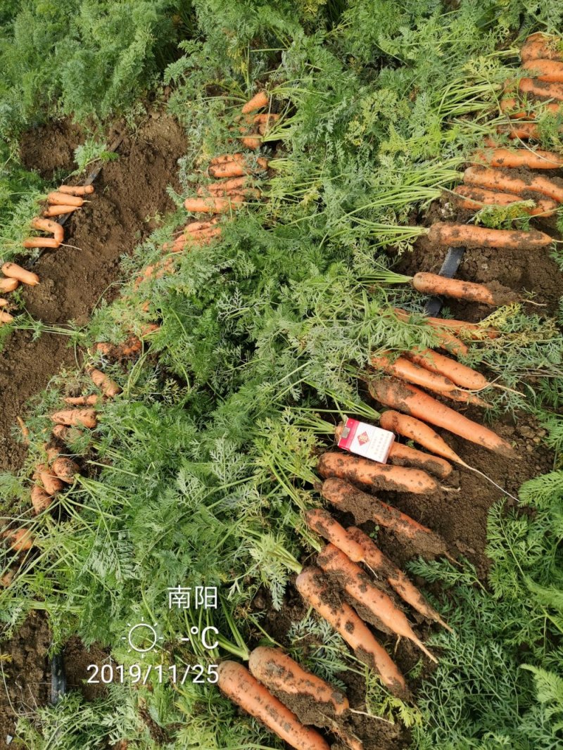 三红胡萝卜，专业加工带苗广东包，北京包！