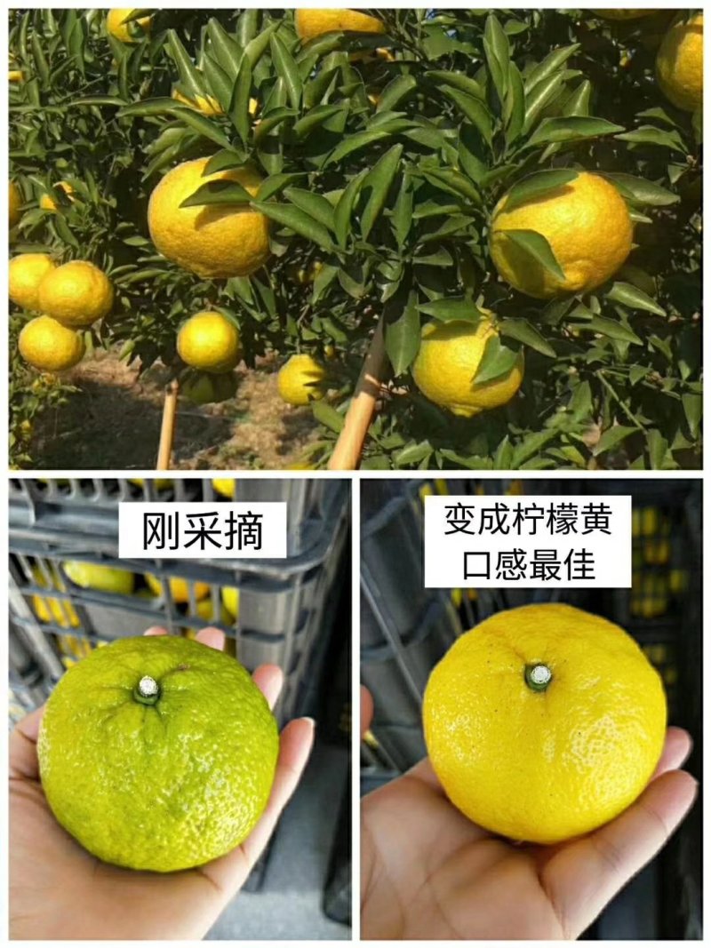 春香桔柚黄金贡柚清巴甜可放半年不败味新鲜当季果一件批发