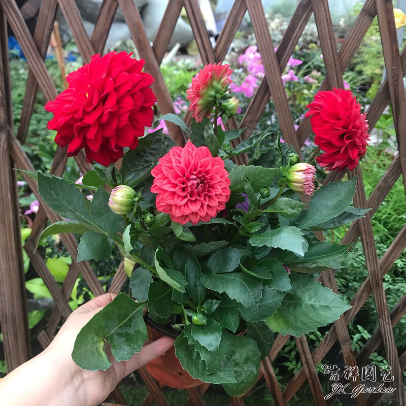 大丽菊花地瓜花大丽花种球庭院种植盆栽植物球根花卉阳台种植