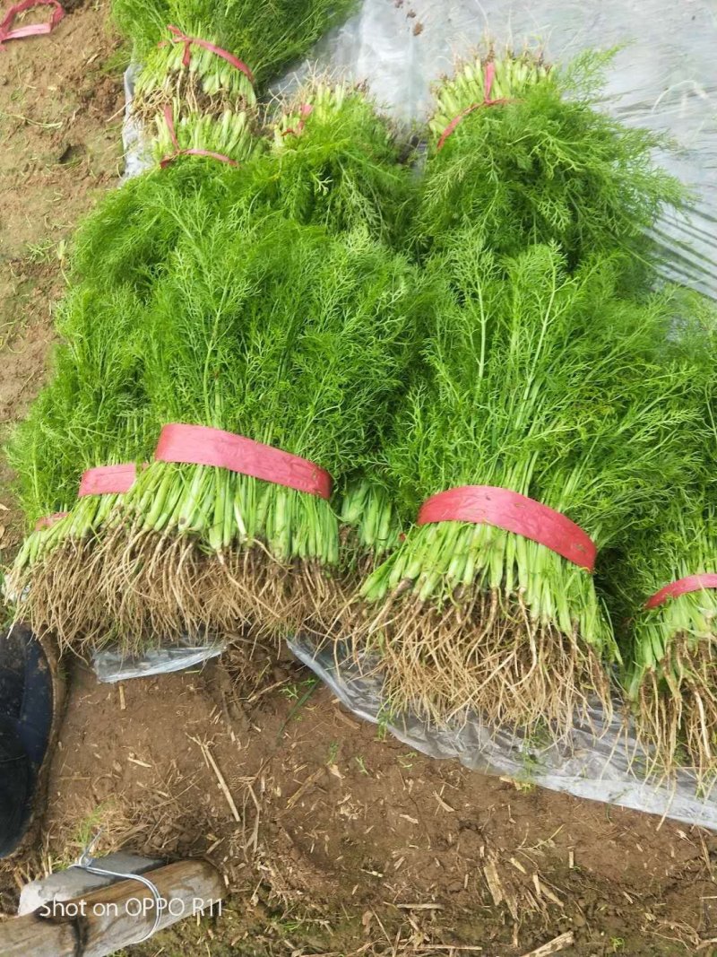 茴香苗大棚种植，产地直供割，拨都行。欢迎来电，面积大