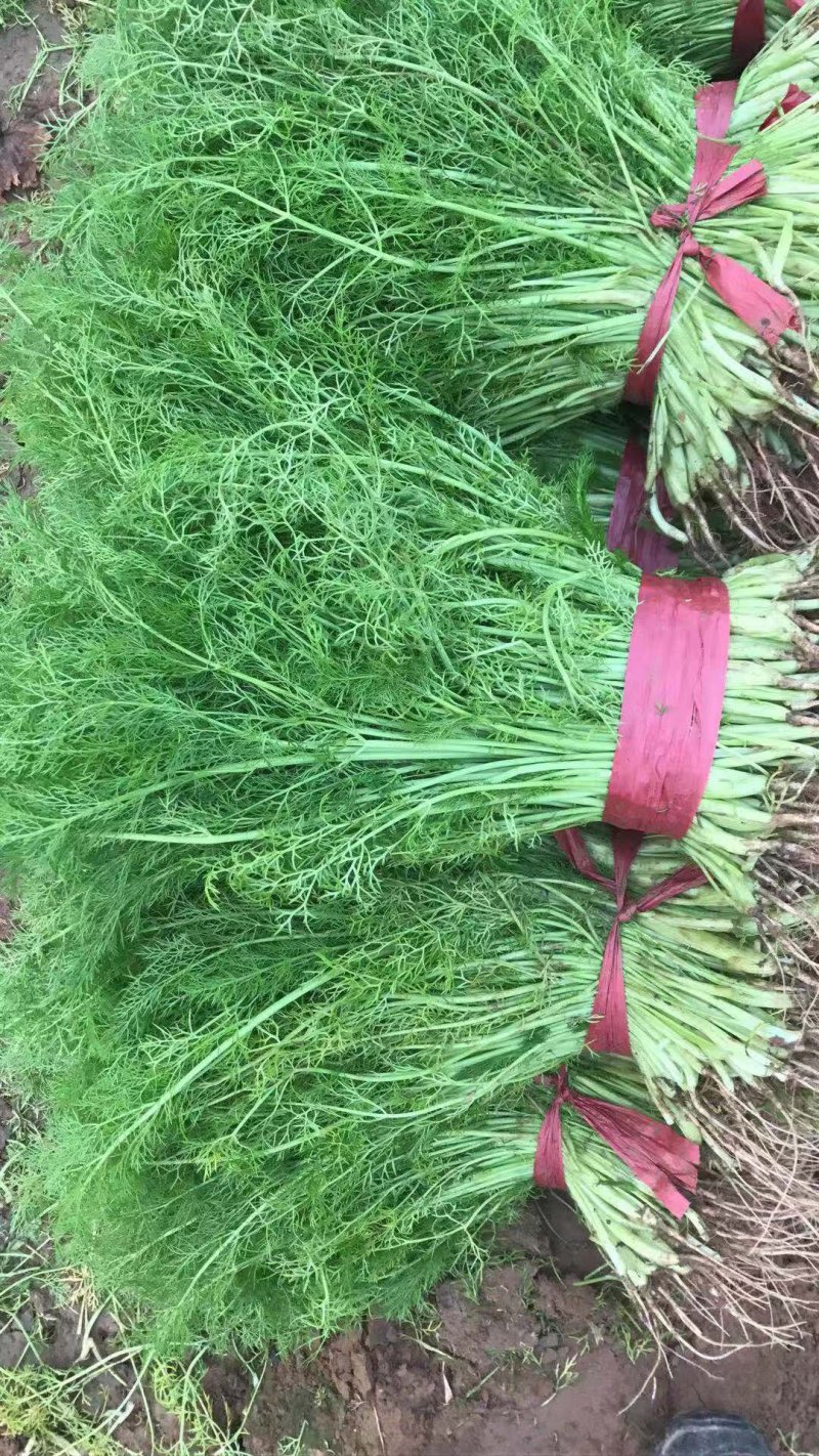 茴香苗大棚种植，产地直供割，拨都行。欢迎来电，面积大