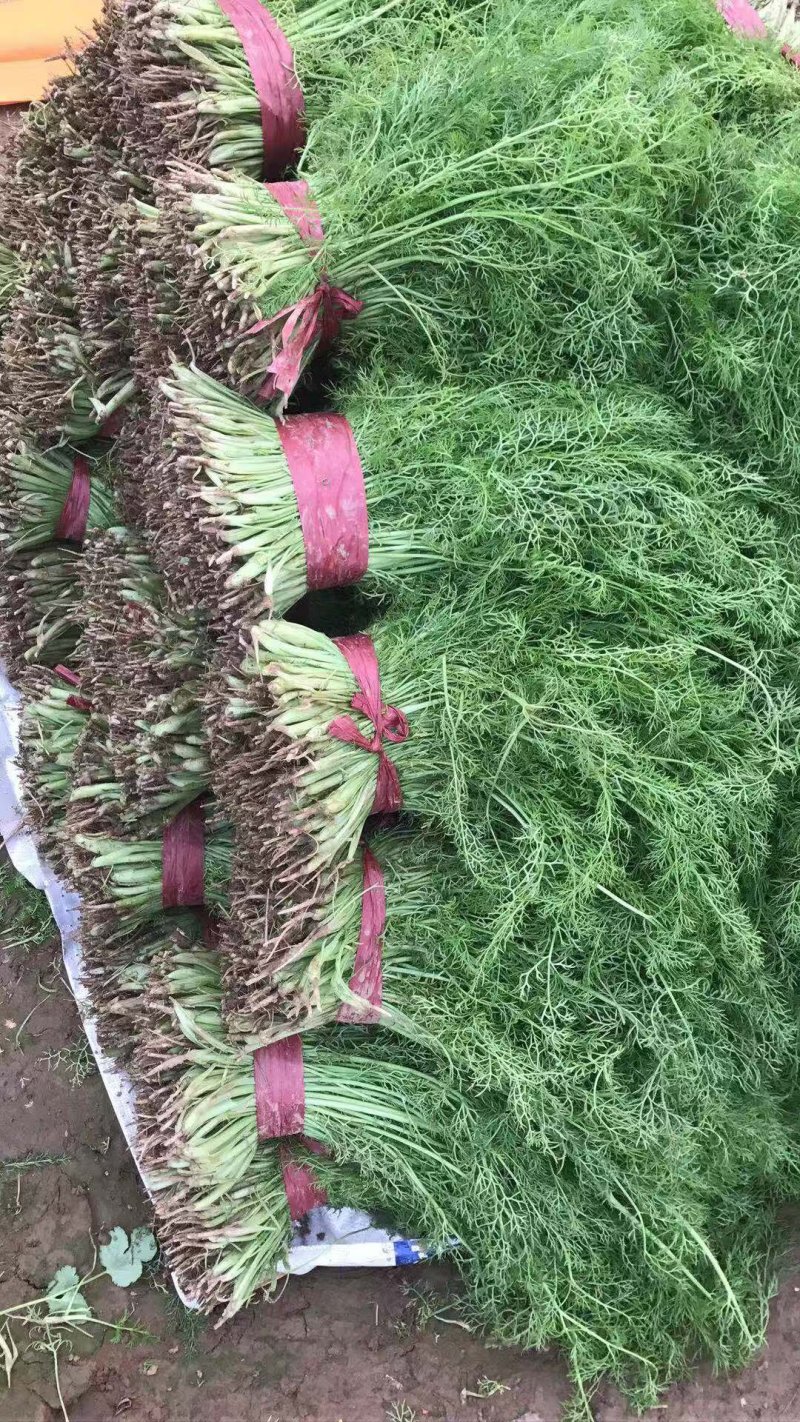 茴香苗大棚种植，产地直供割，拨都行。欢迎来电，面积大