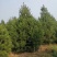 2米华山松，3米华山松，4米华山松
