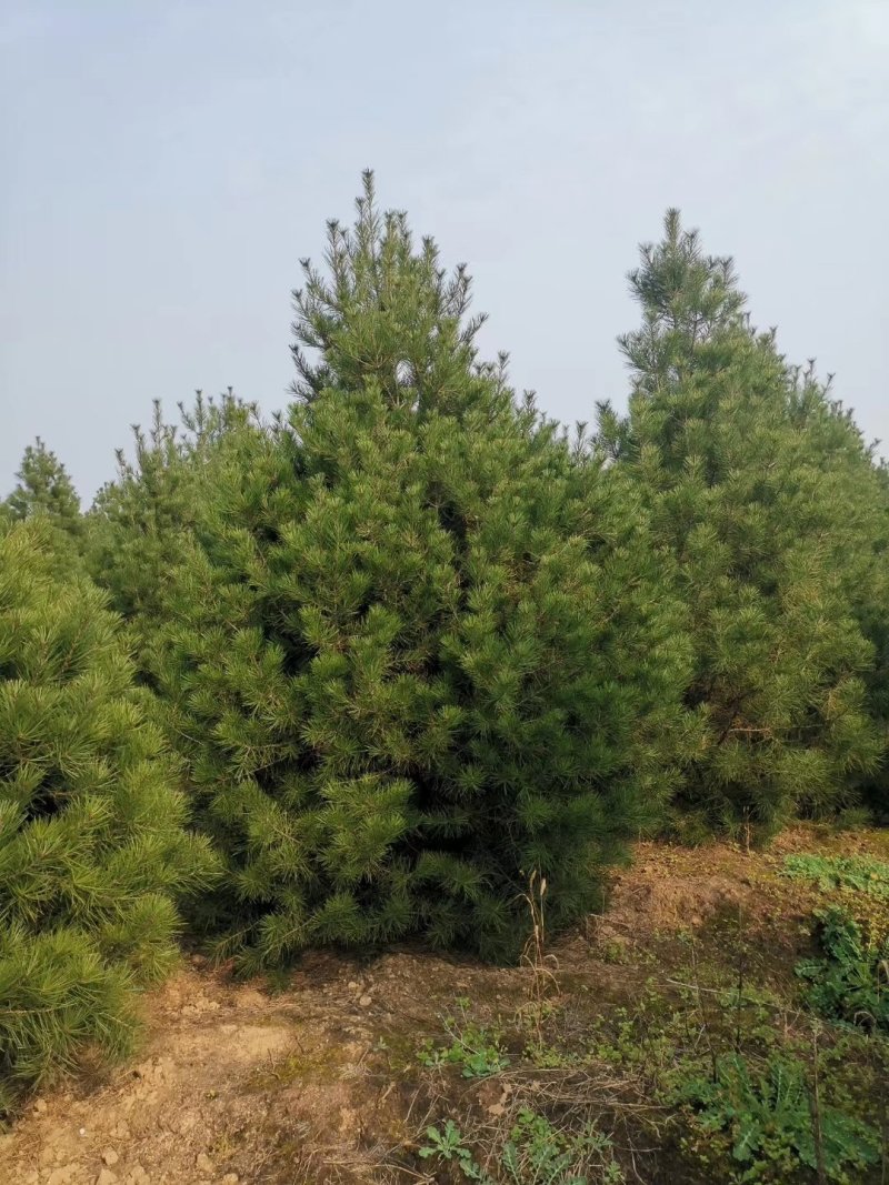 2米华山松，3米华山松，4米华山松
