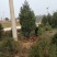2米华山松，3米华山松，4米华山松