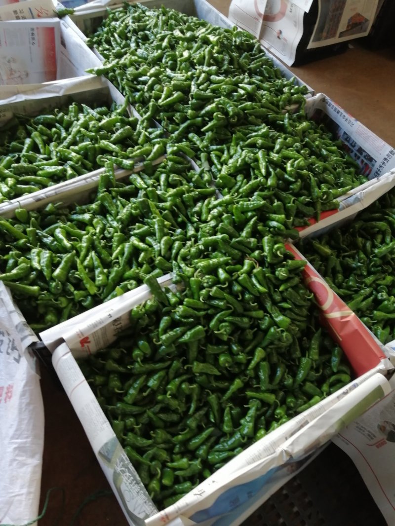 徐闻县基地精品余干椒，全国代发，诚信经营。