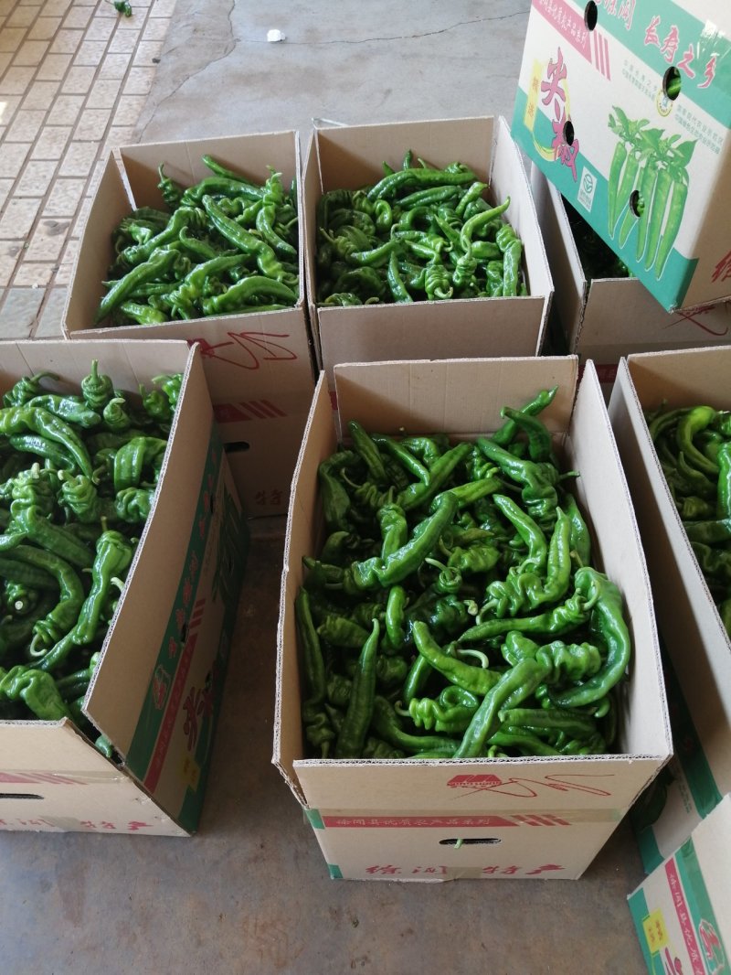 徐闻县精品螺丝椒，诚信经营，全国代发。