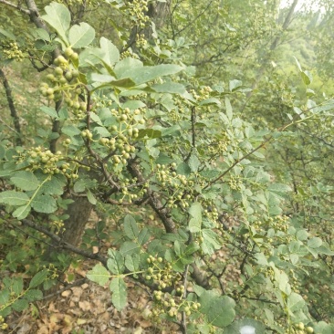 花椒地承包