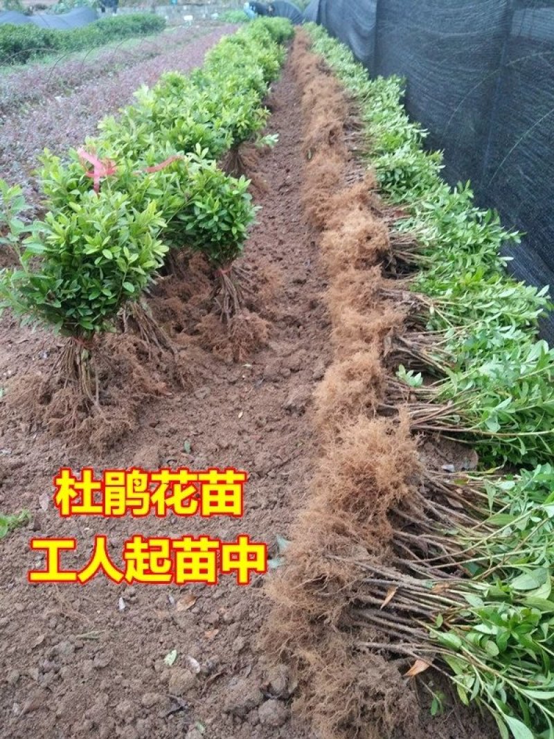 杜鹃苗，四季杜鹃苗，毛杜鹃苗，杜鹃花苗，红杜鹃苗